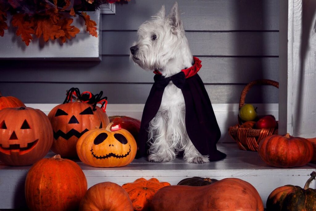 Dog in a black cape surrounded by mini jack o'lanterns