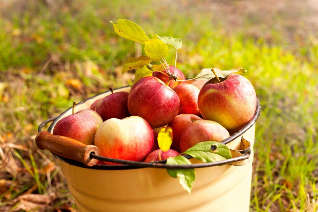 Basket of Apples